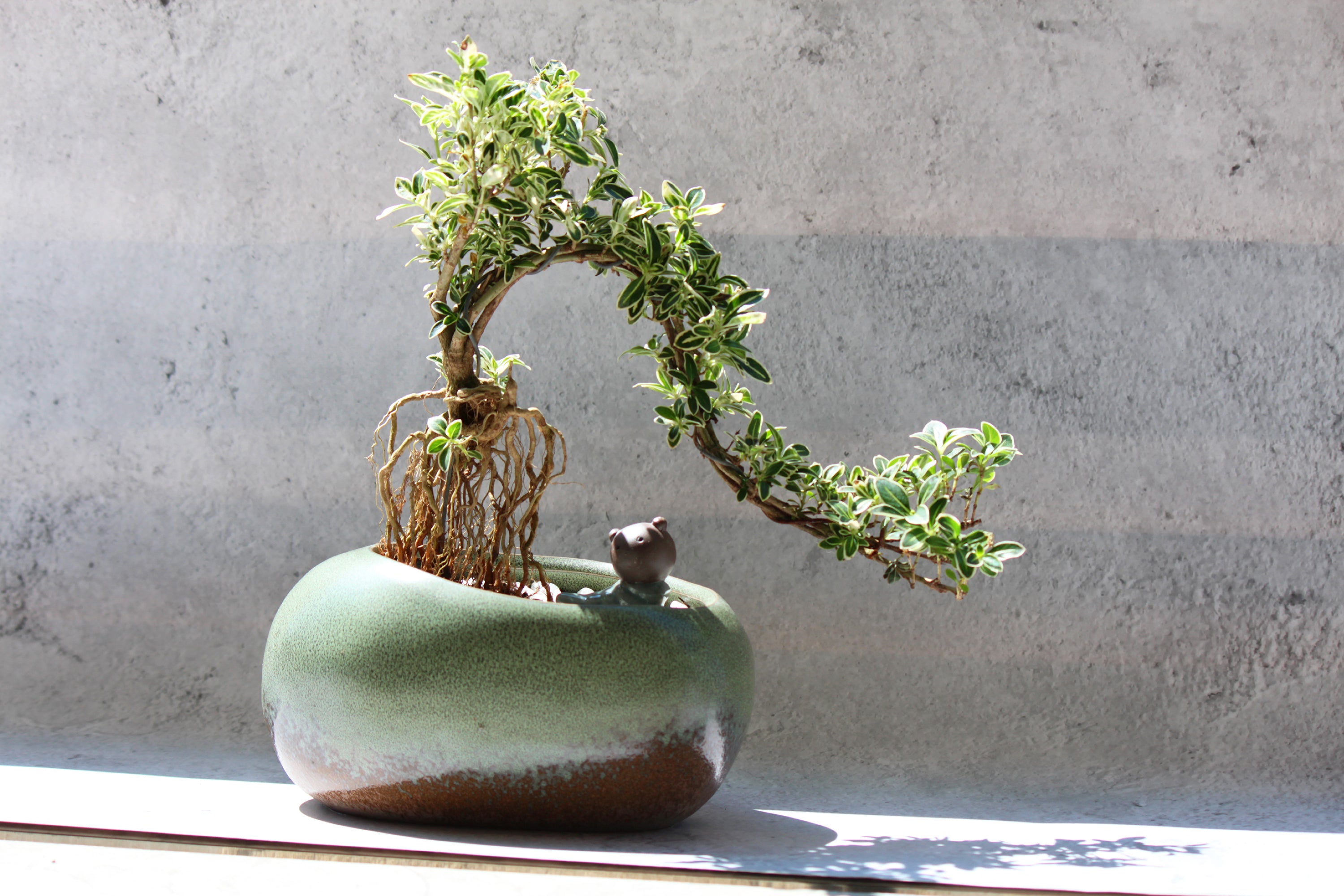 Premium Succulent Planter Pot Bowl, Ceramic with Decorative Patina Glaze