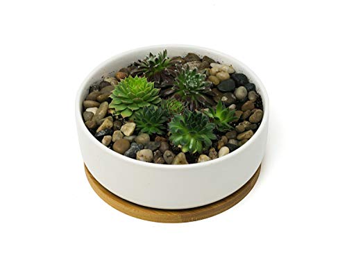 Large round white succulent planter pot with bamboo saucer