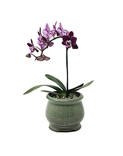 Premium Succulent Orchid Planter jardiniere Pot Ceramic with Decorative Patina Glaze