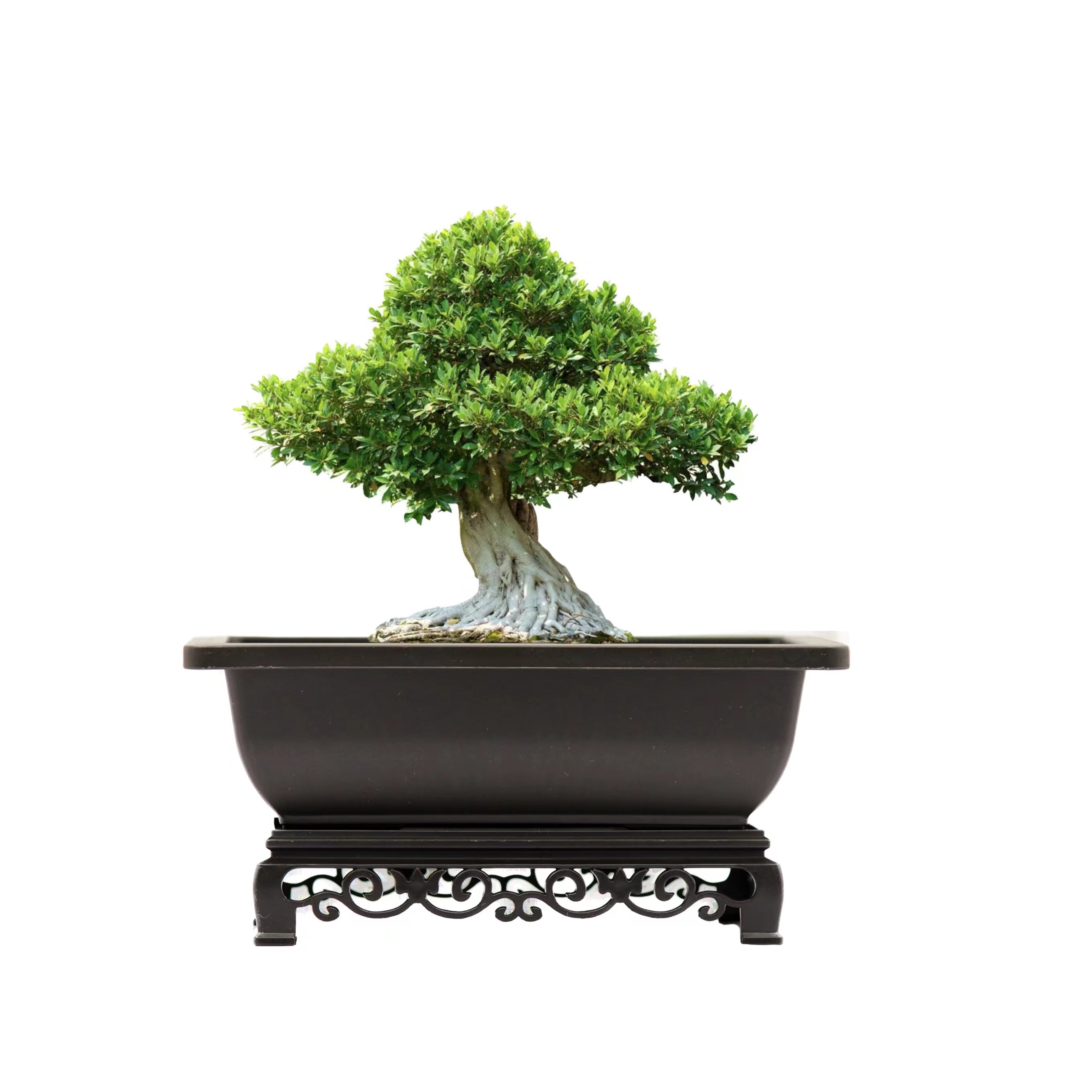 Bonsai Pot with Stand 7.5 Inch Small Bonsai Tree Training Pot Mesh Drainage Recycled Plastic