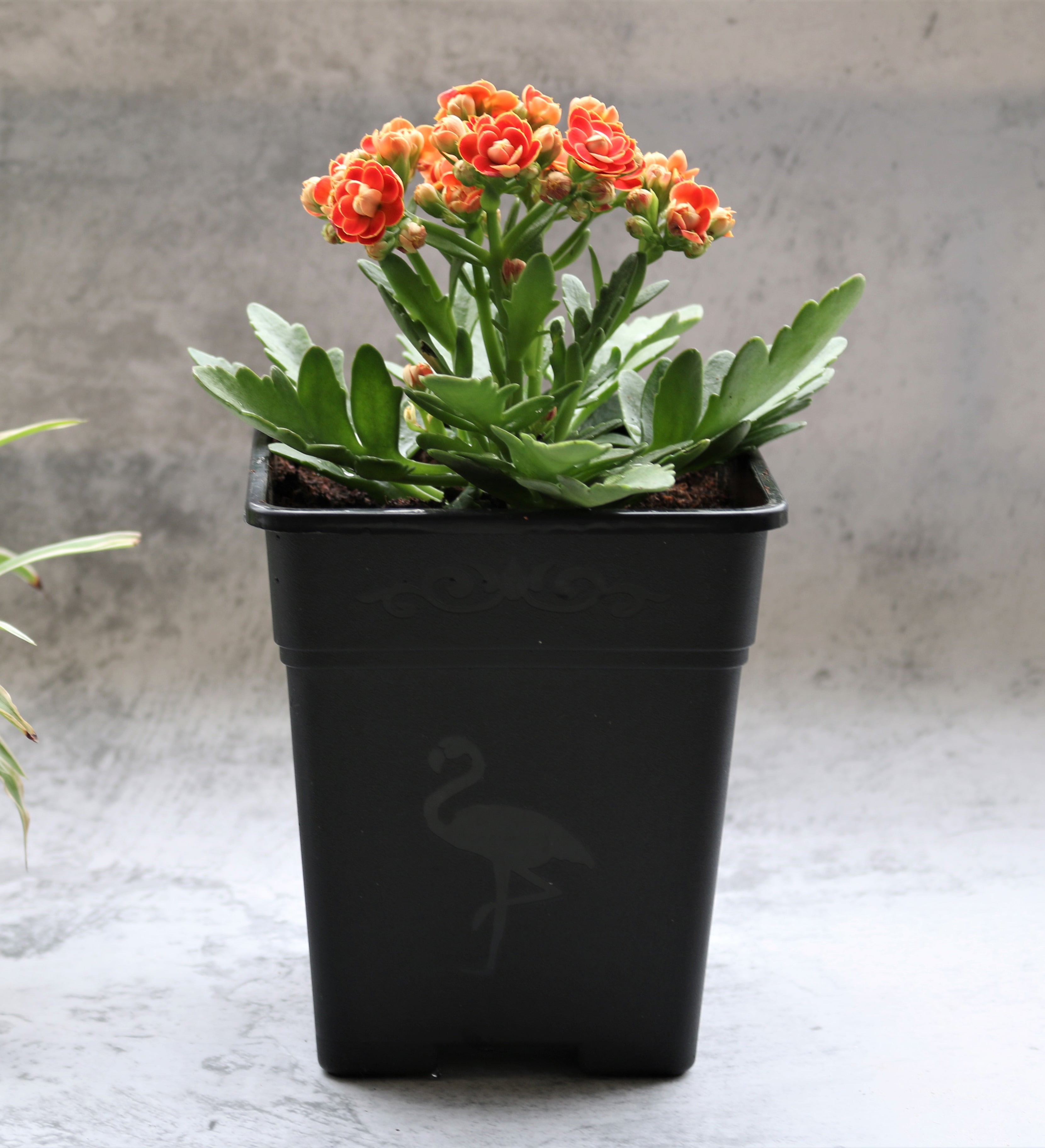 Square Nursery Pot 0.5 Gallon 5 Inch Plastic Planters for Outdoor Indoor Plants