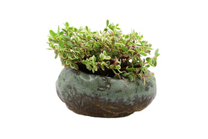 Premium Large Shallow Succulent Planter Pot, Ceramic with Decorative Patina Glaze, Kitchen, Living Room, and Home Decor