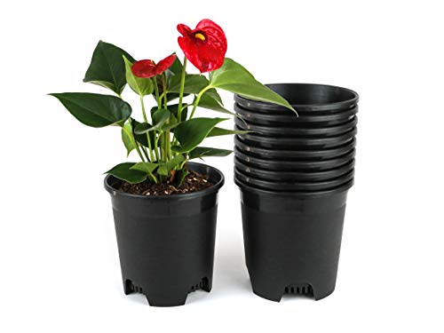 0.5 gal nursery pots