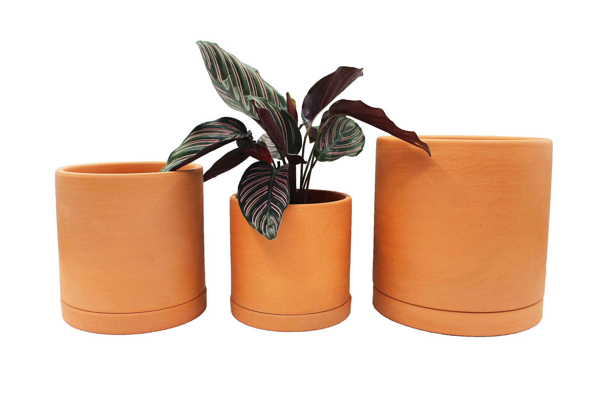 Minimalist Style Terracotta Pots 3-pack with Saucer for Succulent Plants Cacti House Plants 4 Inch, 5 Inch  6 Inch