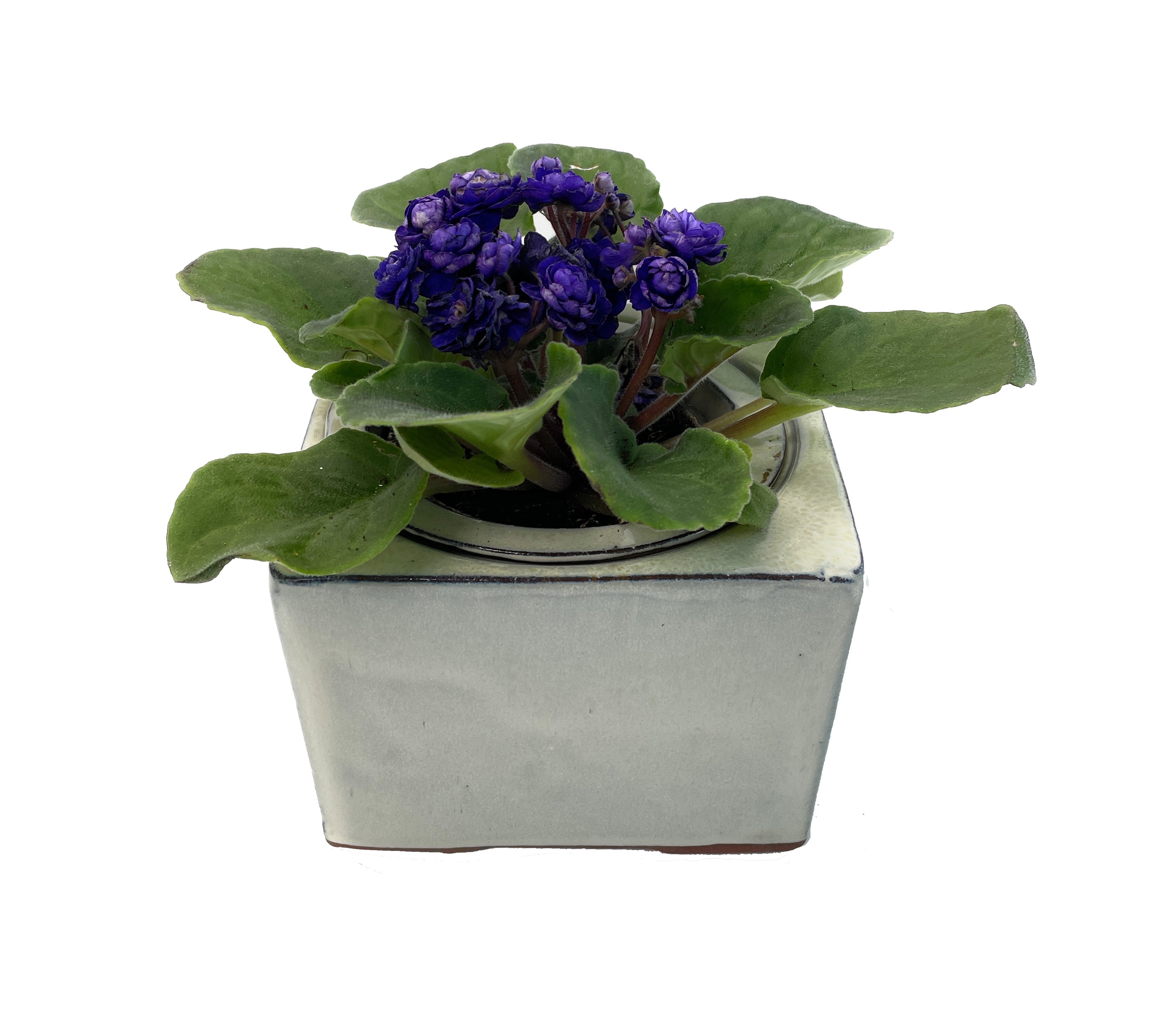 Self Watering Square Pot 4 Inch Ceramic African Violet Planter Vanilla