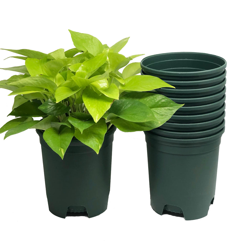 1 gallon green nursery pot